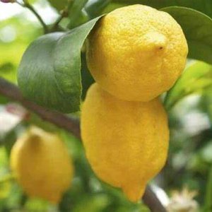 Citrónovník (Citrus limon) ´EUREKA´ - výška 150-180 cm, kont. C25L